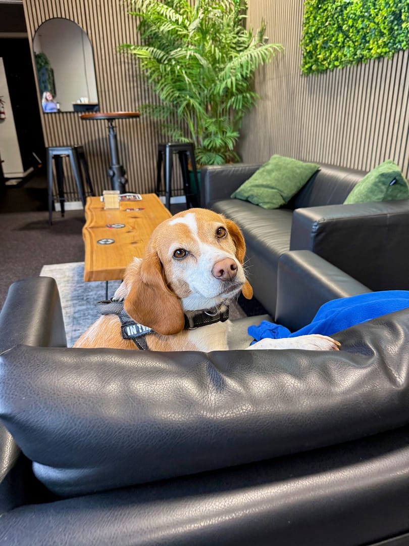 small beagle dog in gym