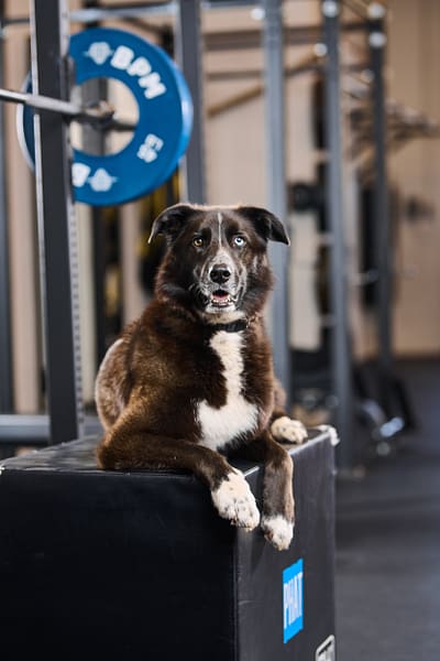 Gym trainer at BPM Fitness Centre providing one-on-one coaching with free weights.